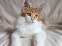 Red Tabby High White 1